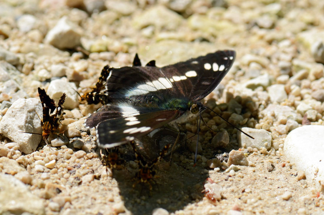 Thyris fenestrella, l''allegra compagnia